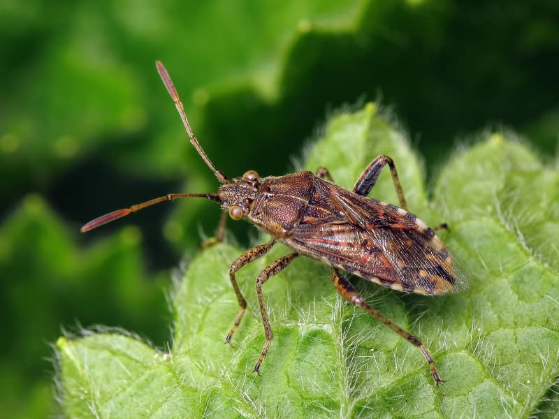 Stictopleurus Stål, 1872